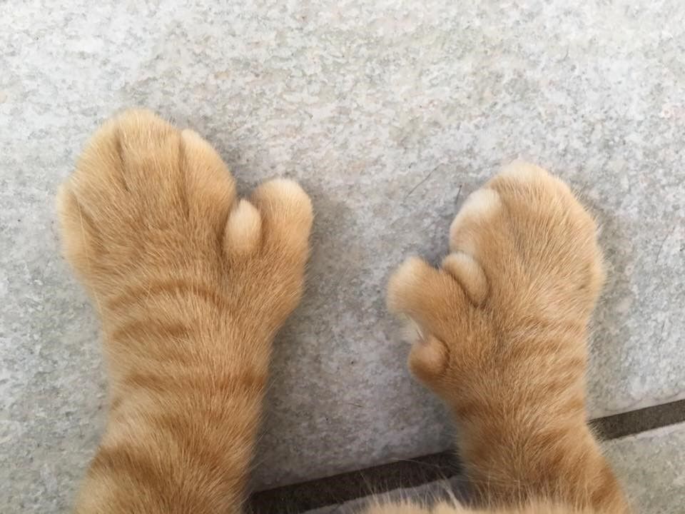 Polydactyl cats have extra toes.